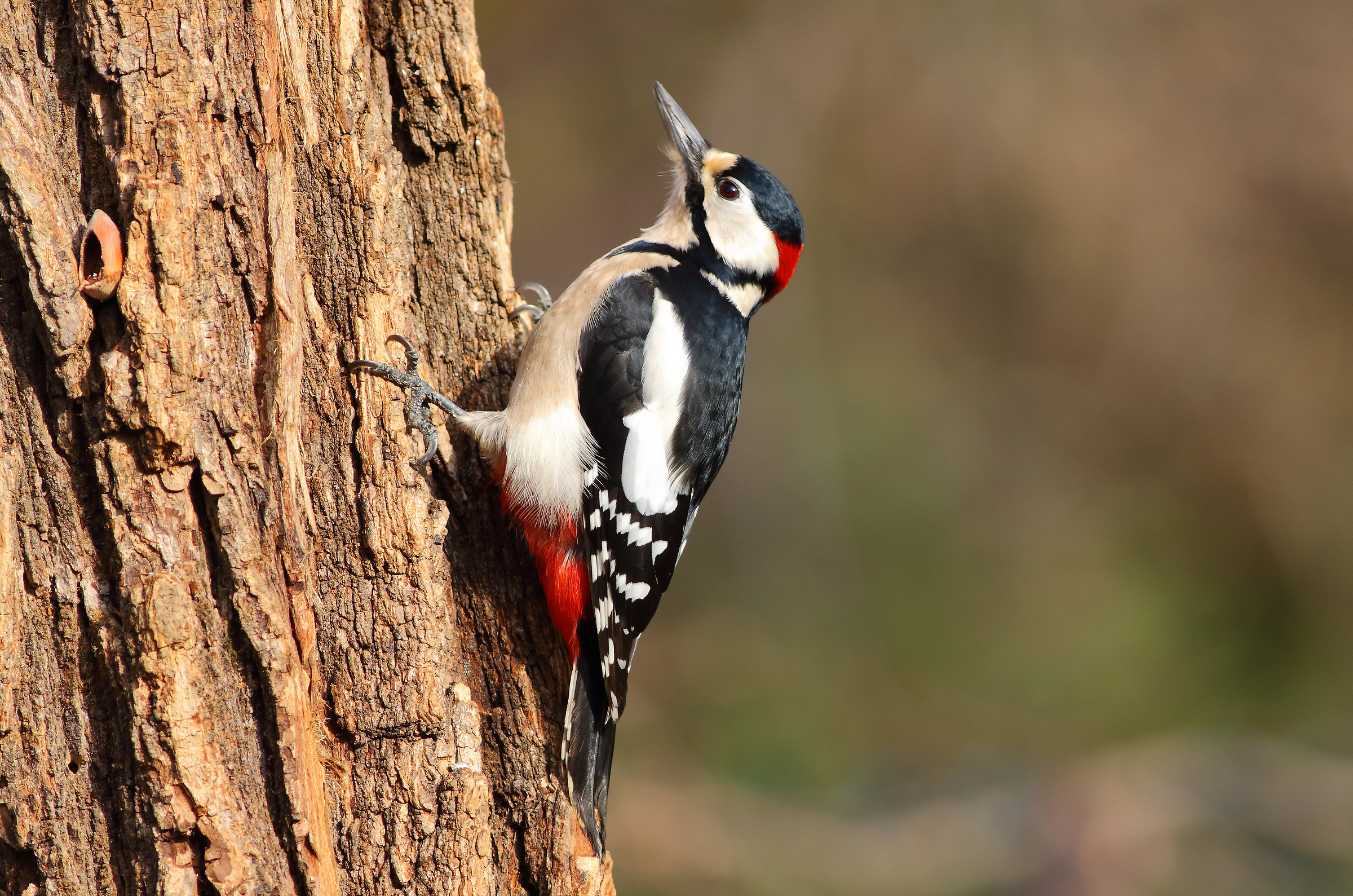 Great spotted woodpecker m.