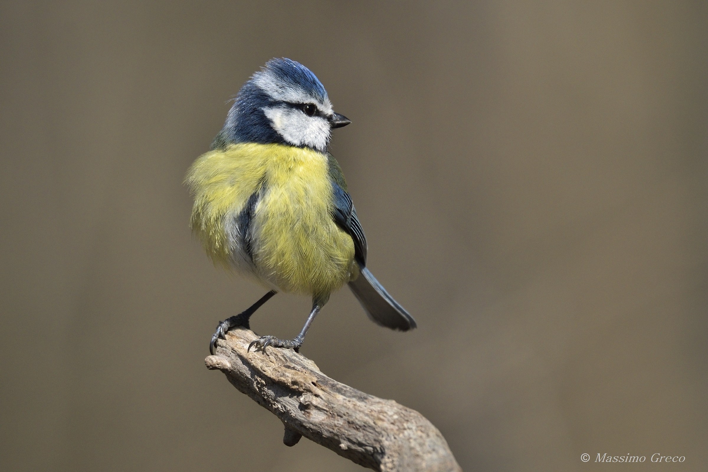 Blue tit (Cyanistes caeruleus)