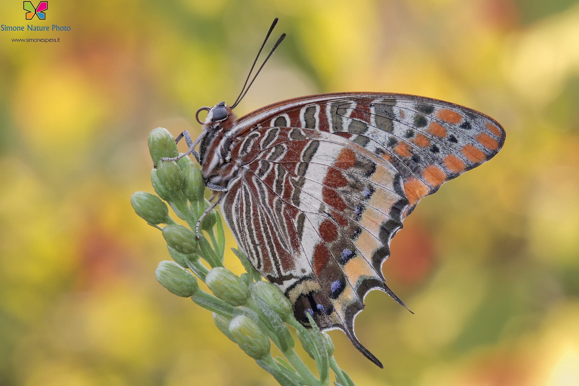 Ninfa del corbezzolo...