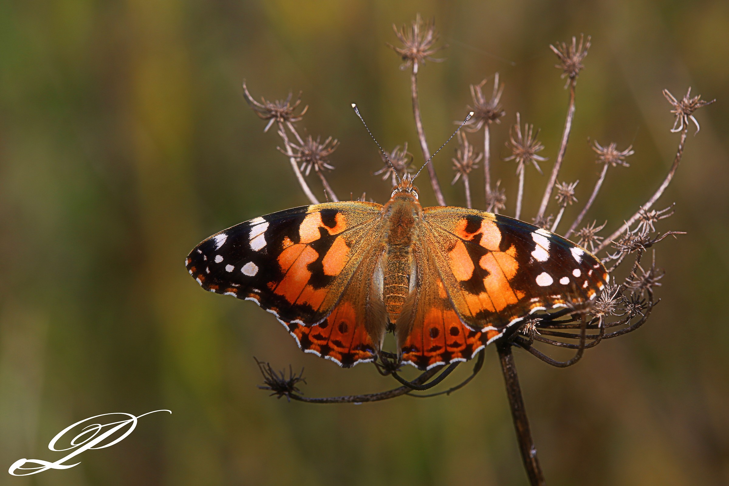 Vanessa cardui