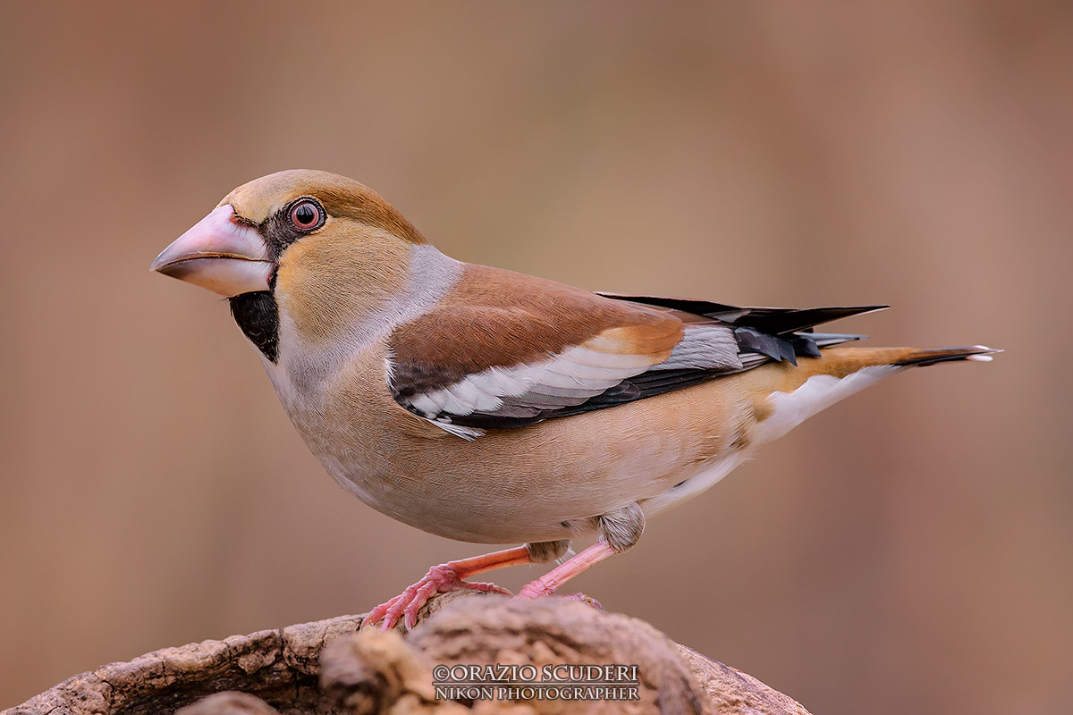 Coccothraustes coccothraustes
