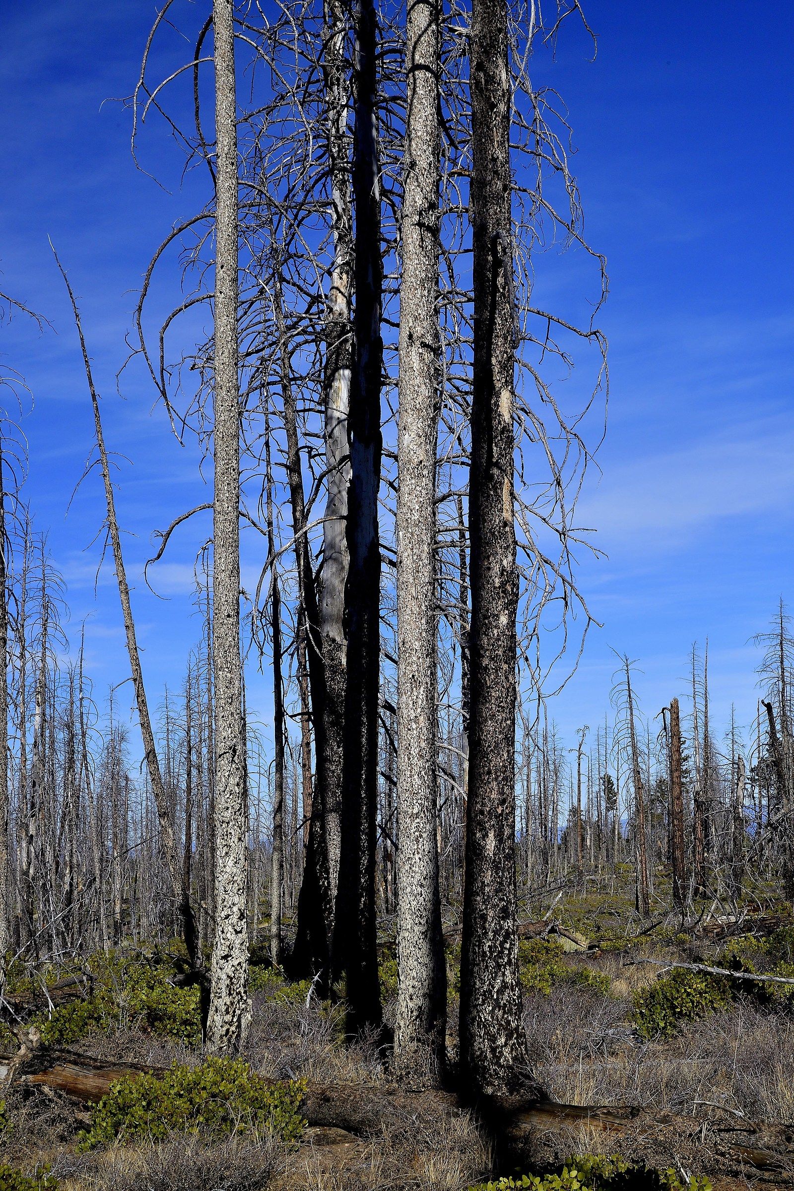 Bryce Canyon: what remains of the forest