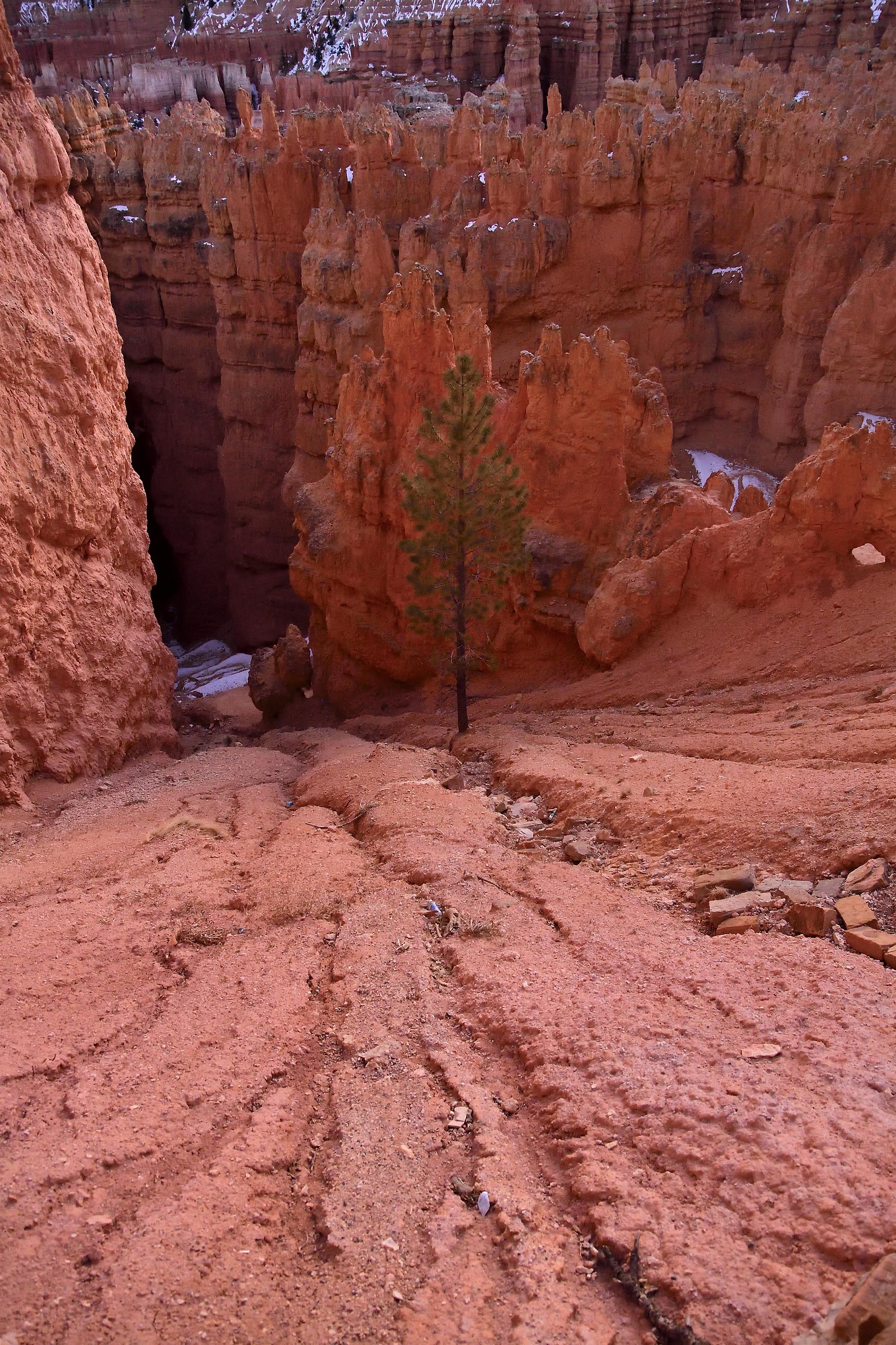 Bryce Canyon: the stone and the tree