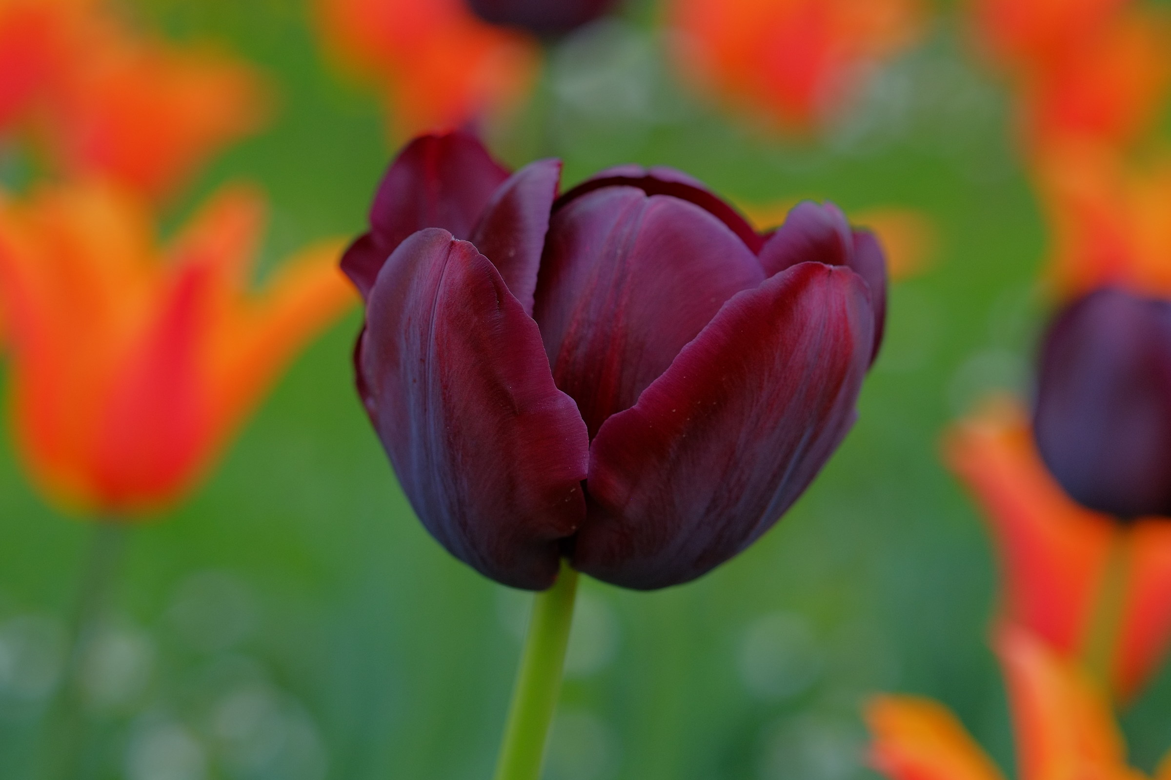 Tulip