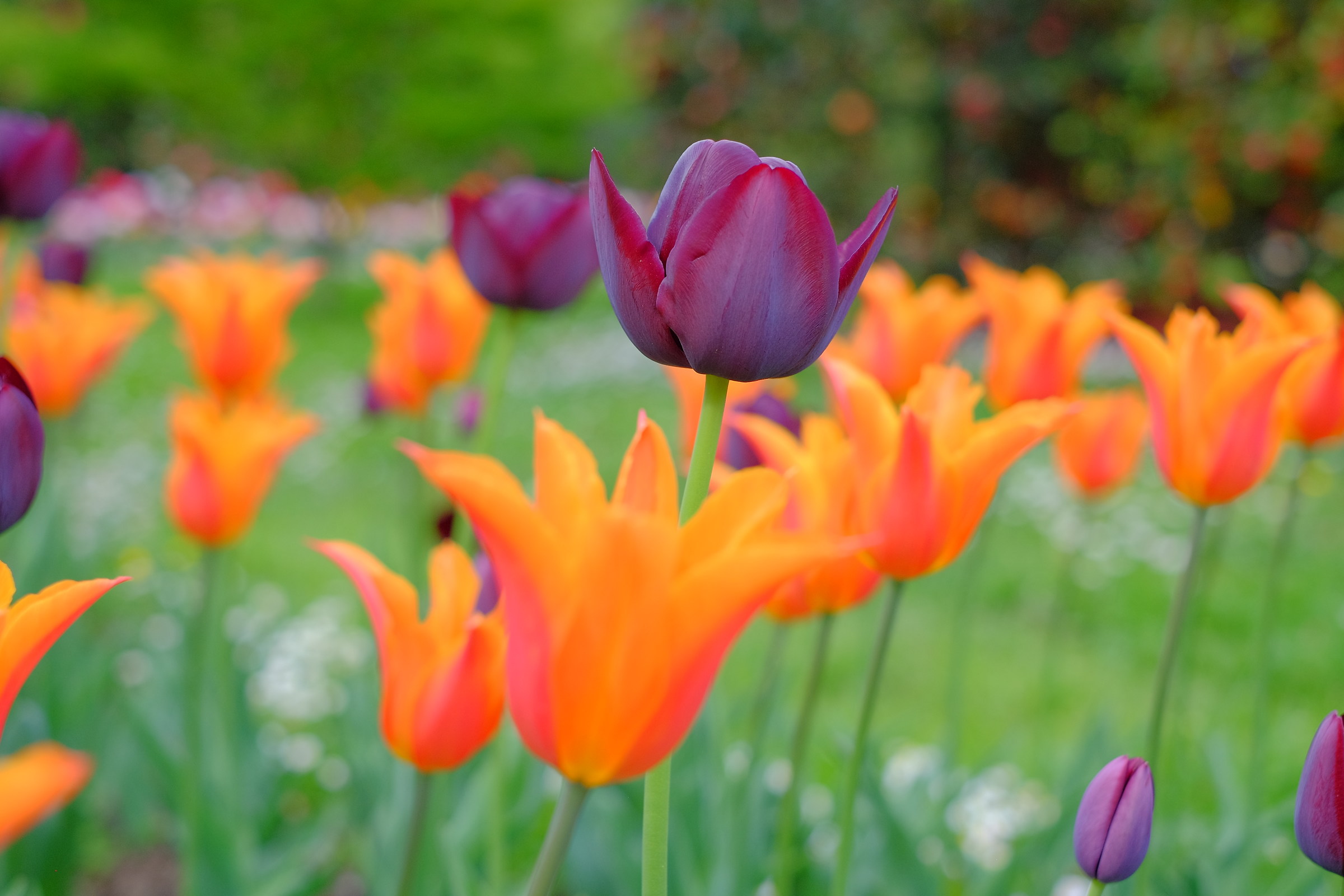 Orange tulips