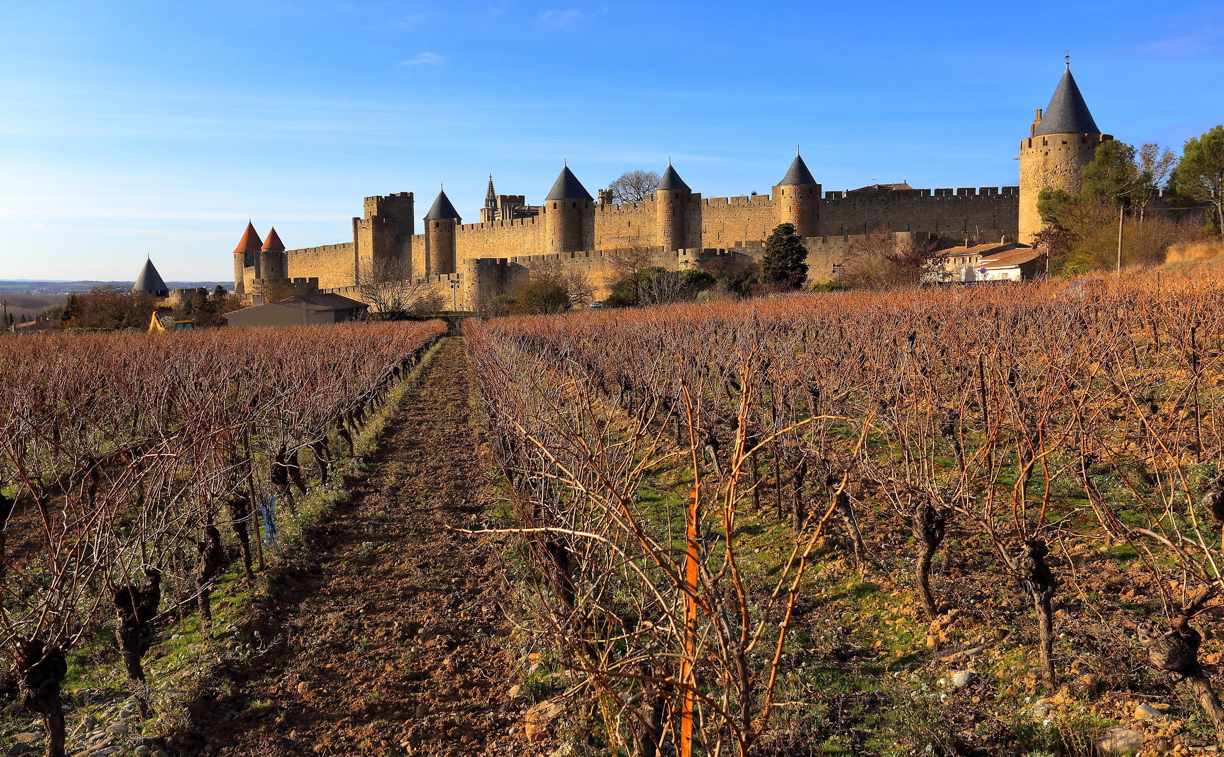 Le vigne di Carcassonne