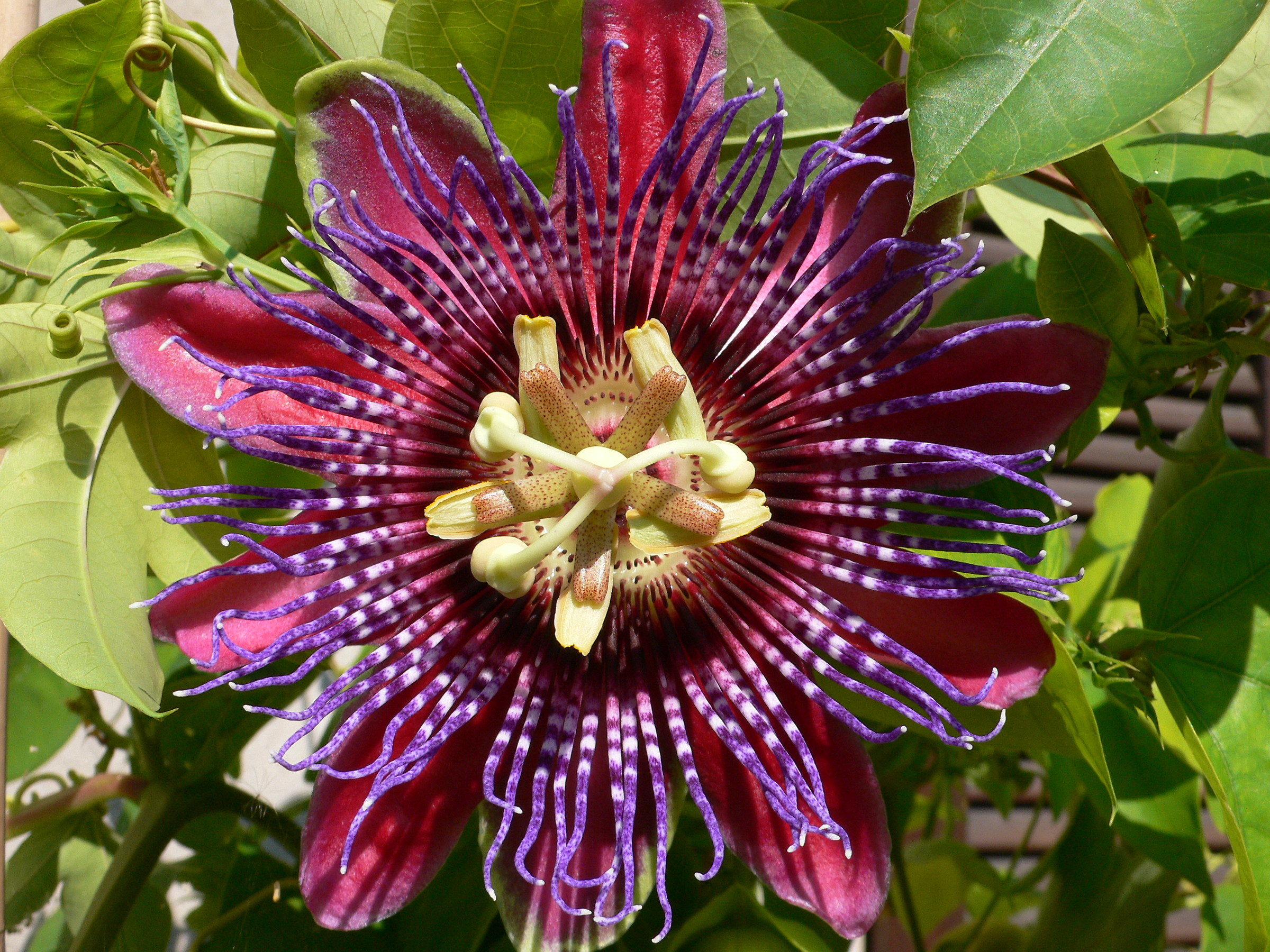 Passiflora Marijke