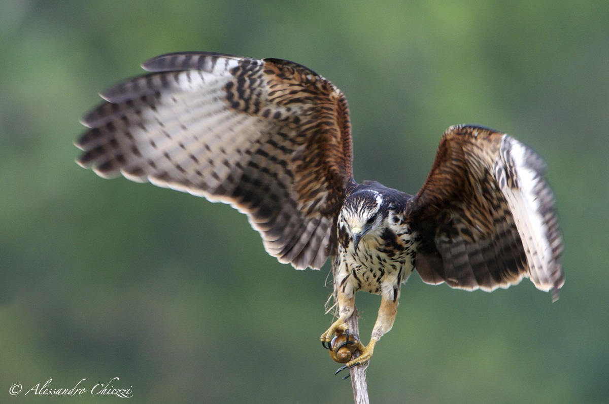 Kite Everglades