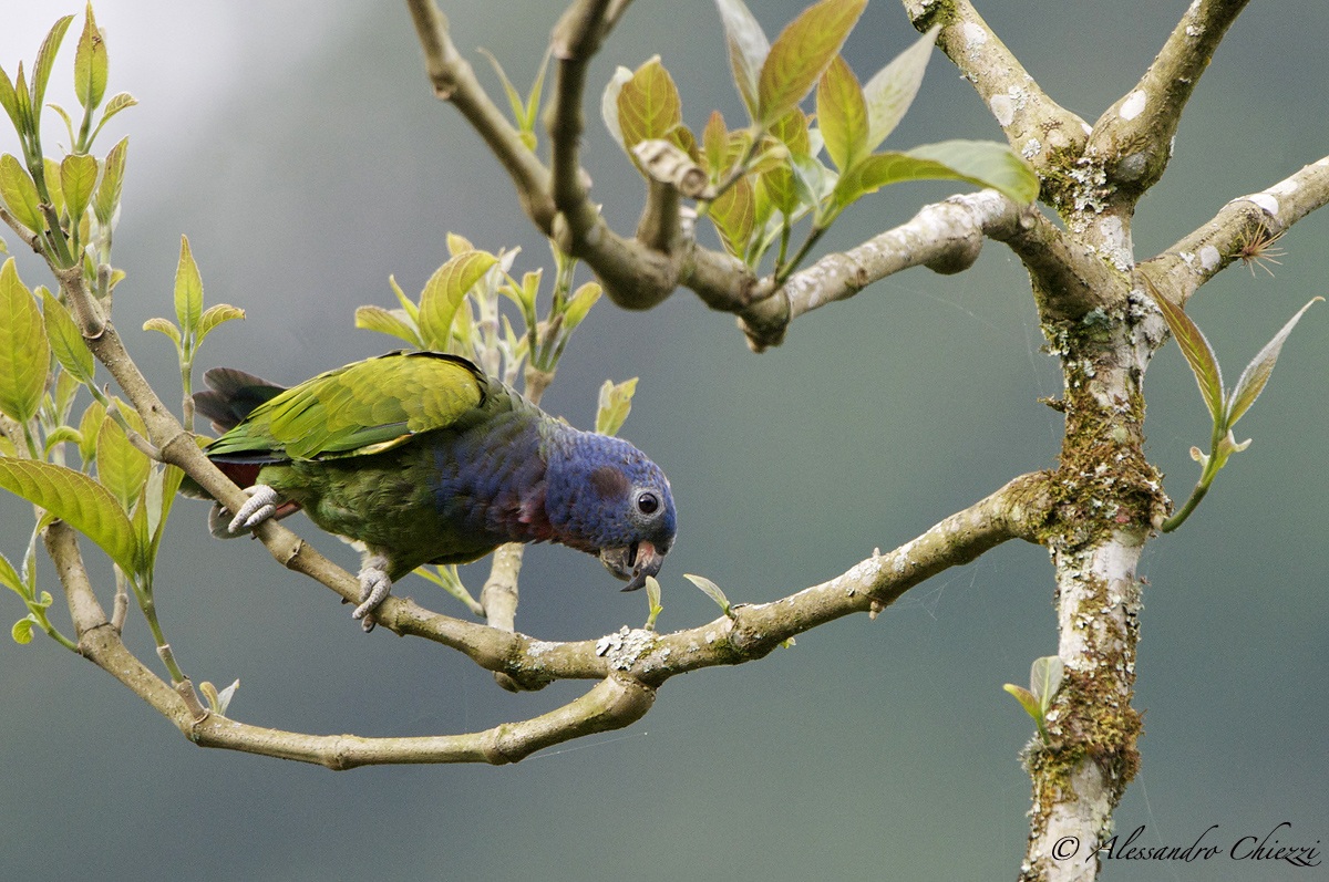 Pappagallo testablu'