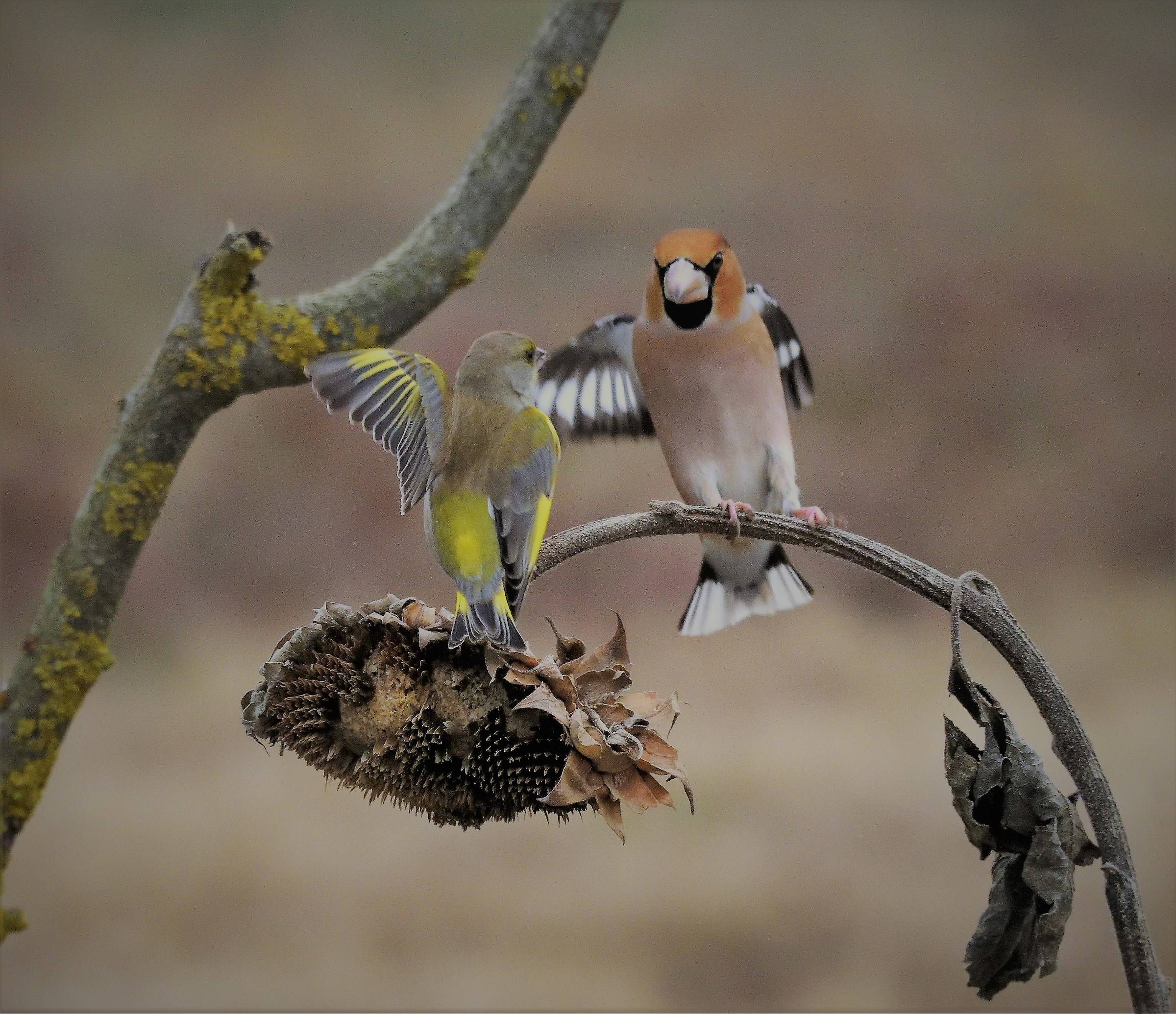 Verdone against Hawfinch
