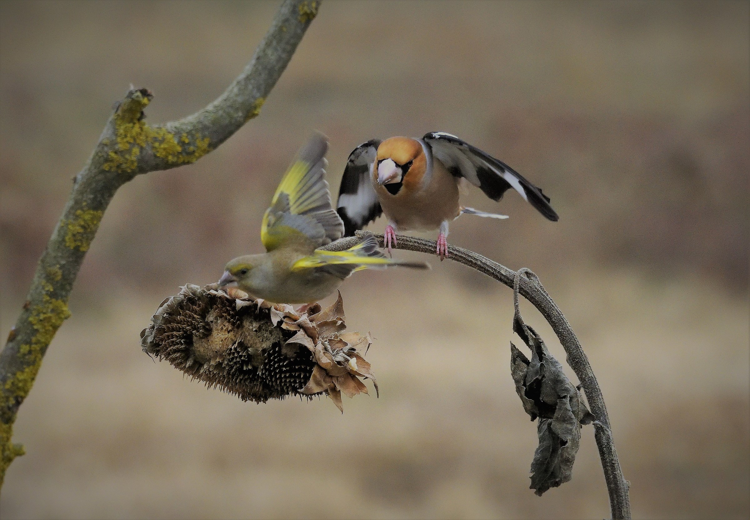 frosone against verdone