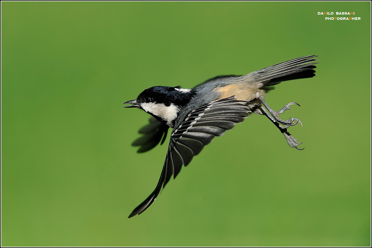 Mora ...giu in picchiata.......