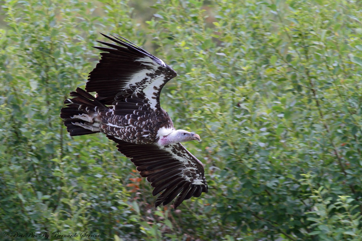 Vulture