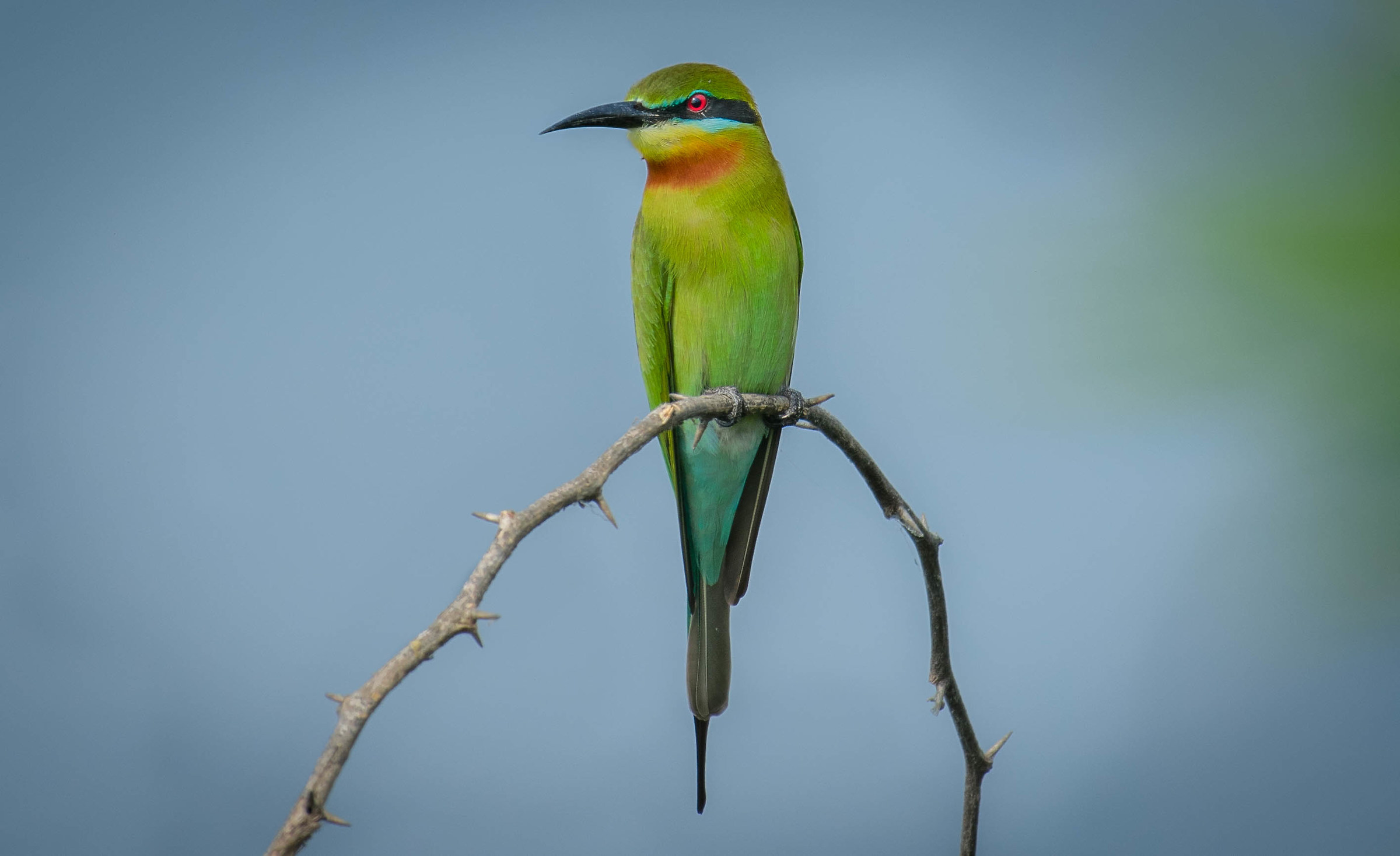 Bee eater