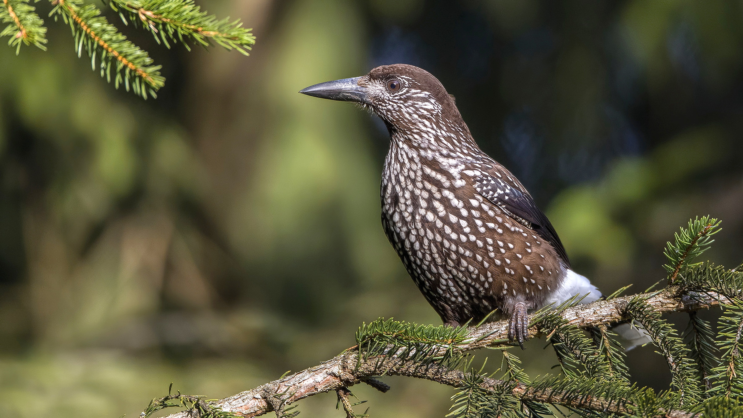 Schiaccianoci macchiati