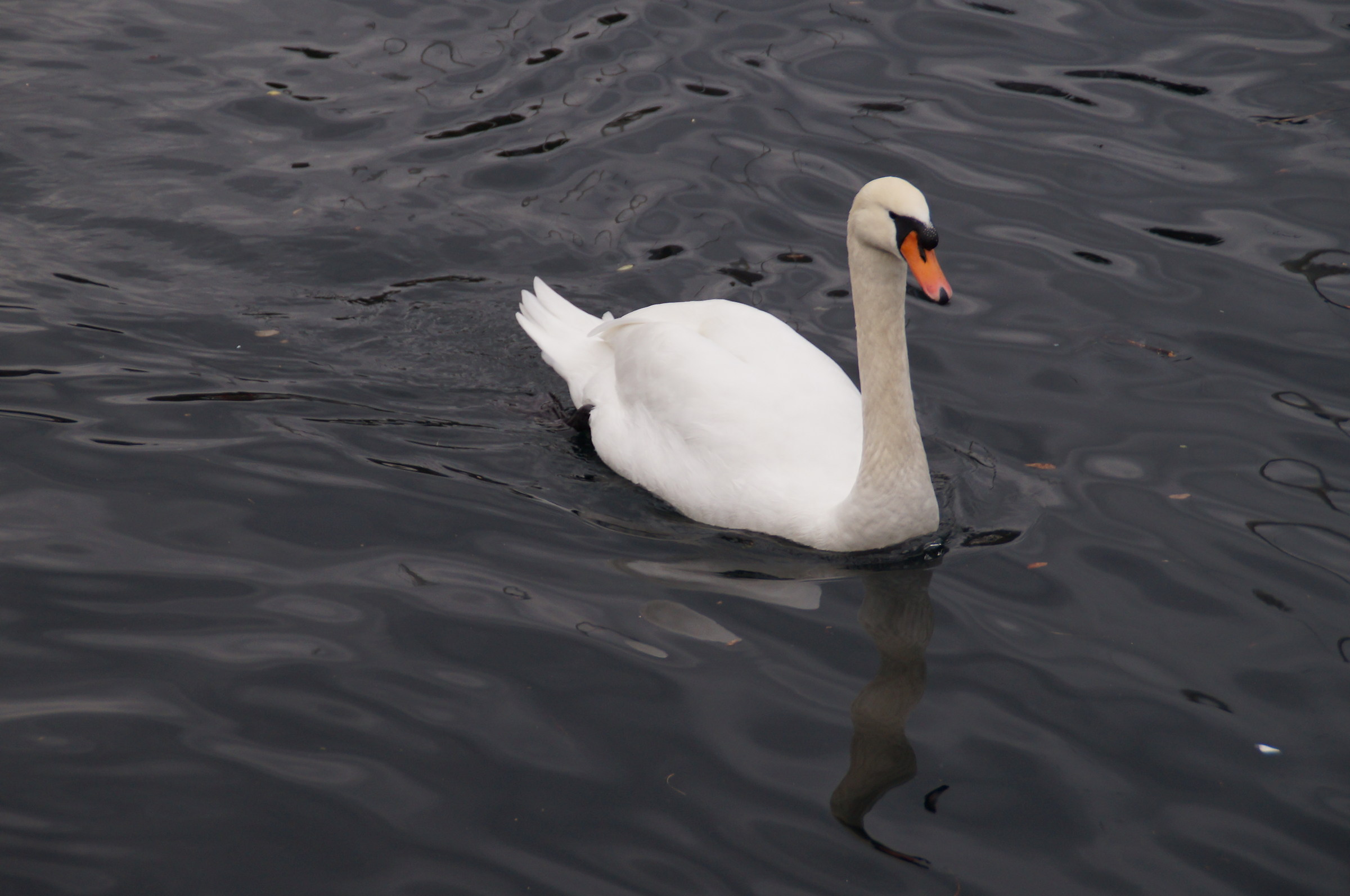 The most beautiful of the lake