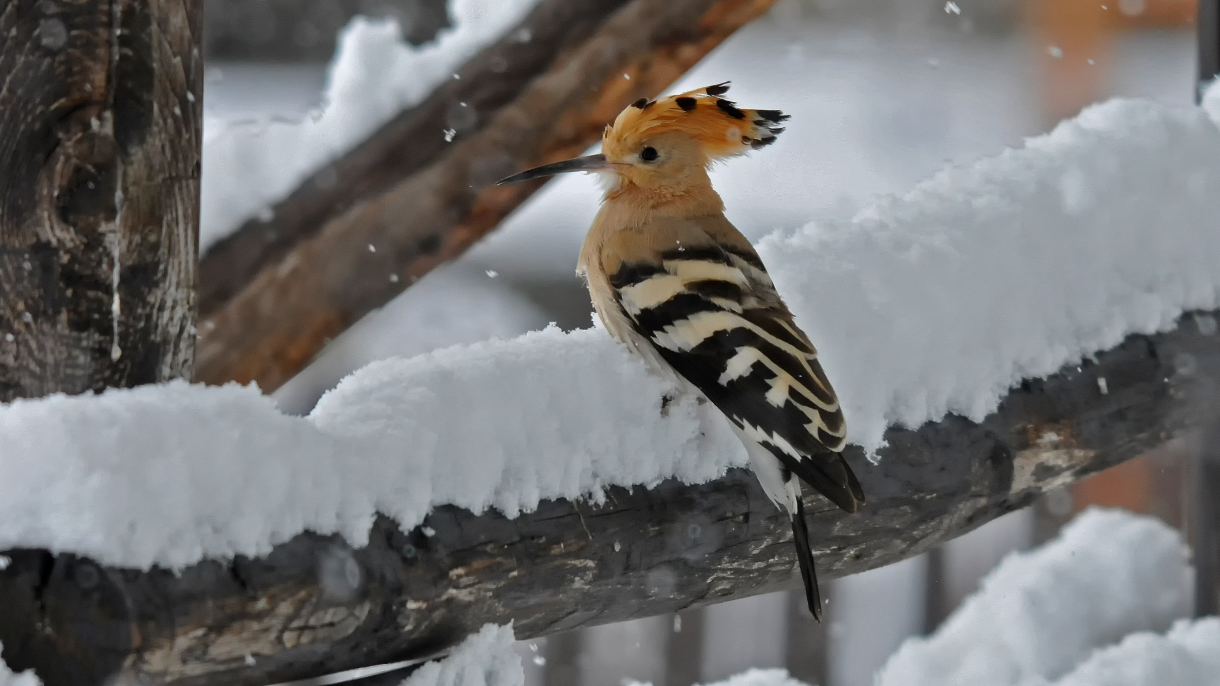 Un'upupa inaspettata