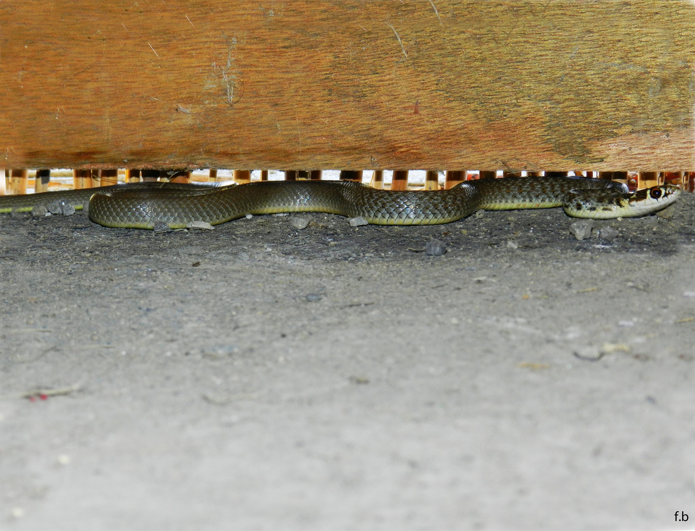 intruder inside the shed