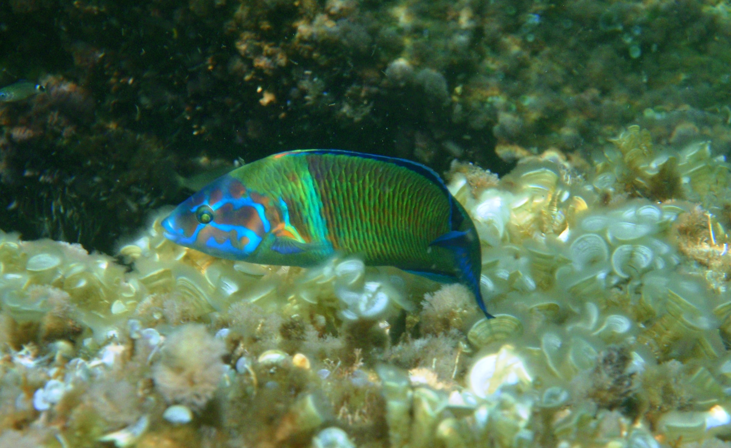 Donzella pavonina (Thalassoma pavo) Sanremo luglio 2017