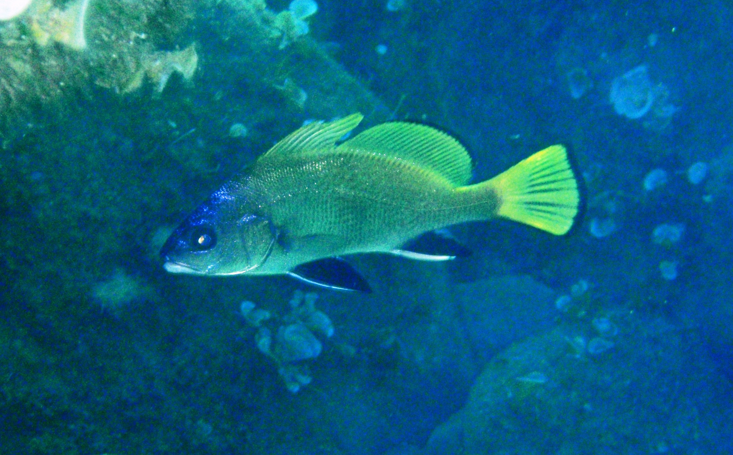 Corvina (Sciaena umbra) Sanremo luglio 2017
