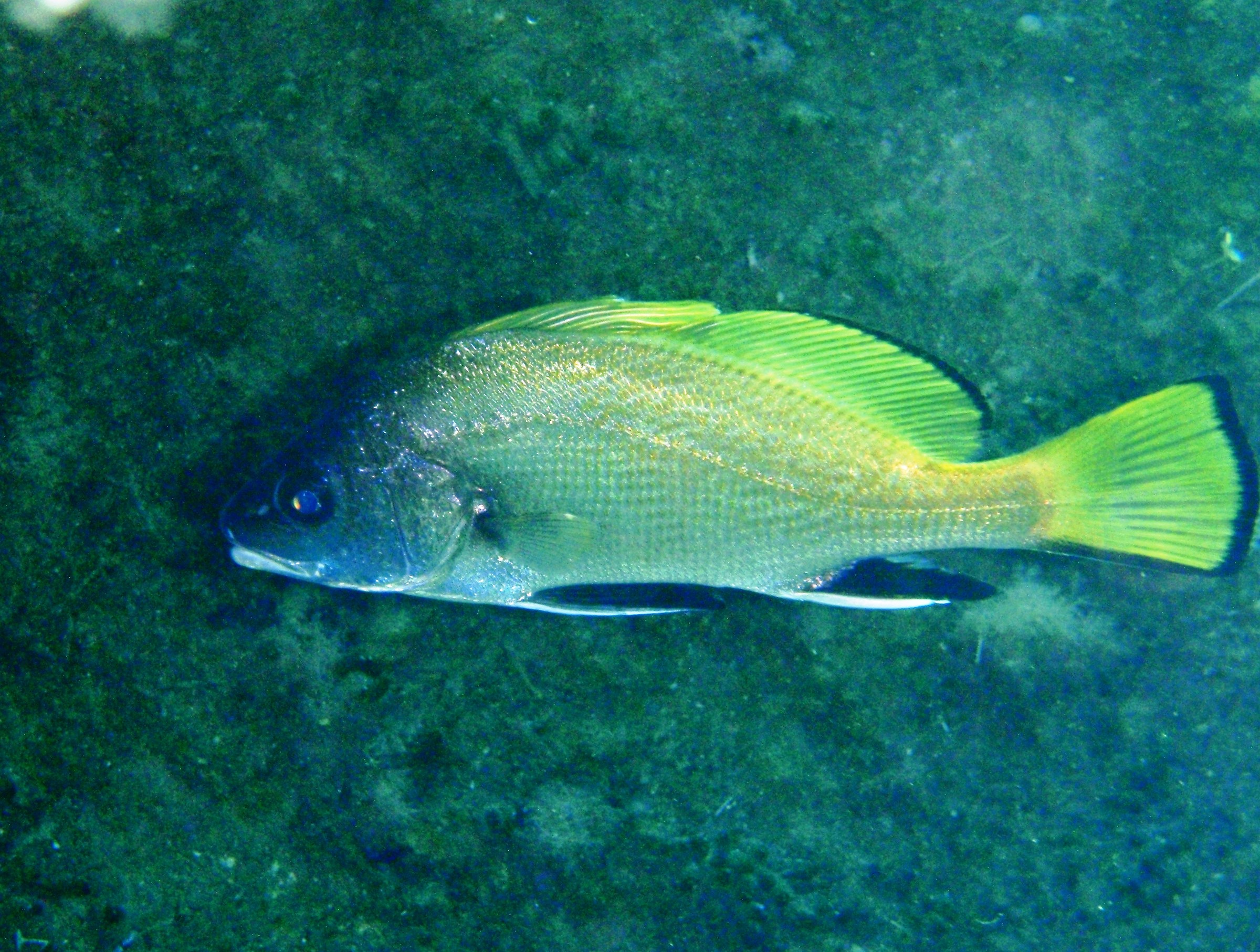 Corvina (Sciaena umbra) Sanremo luglio 2017