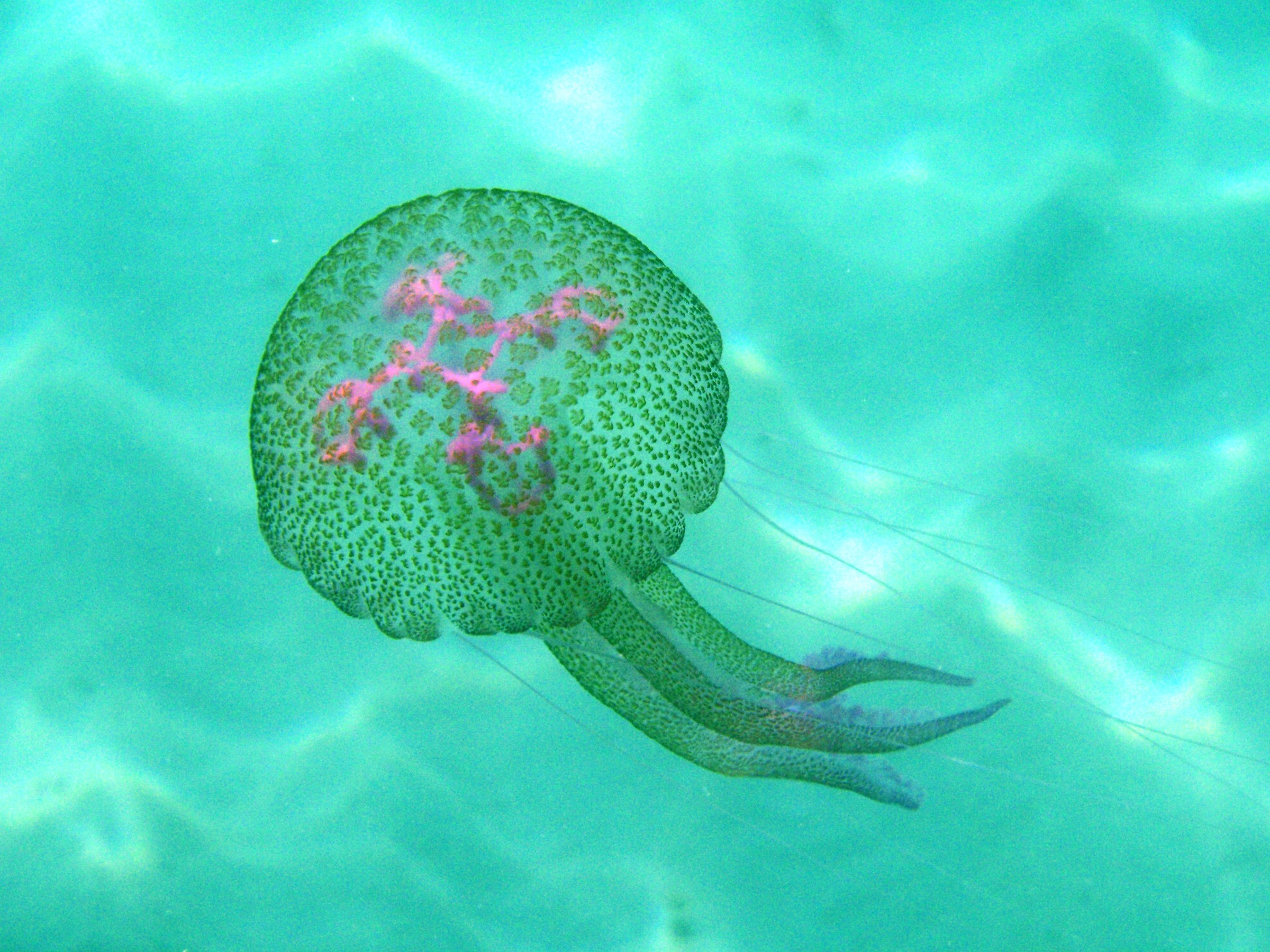 Scifozoi: Pelagia noctiluca - luglio 2013 -  Sanremo
