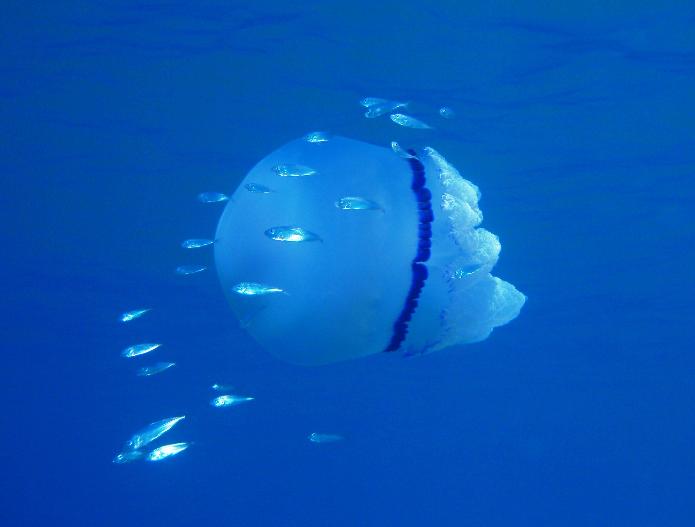 Scifozoi: Rhizostoma pulmo (Polmone di mare)7/2012 SR