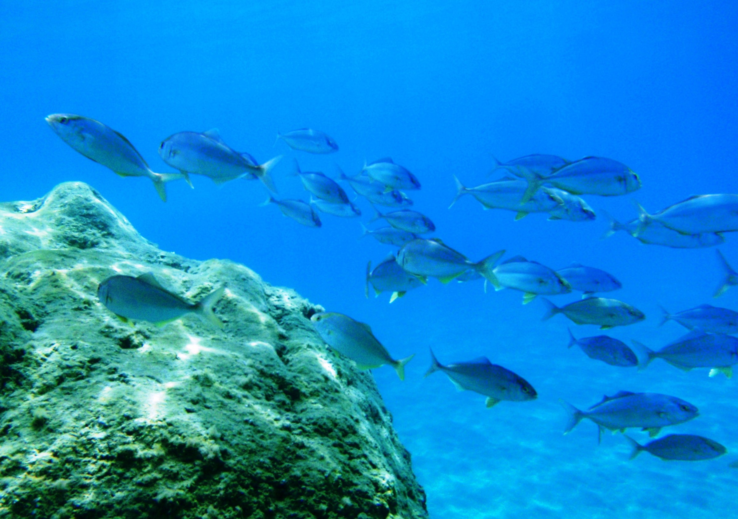 Ricciola (Seriola dumerilii) Sanremo agosto 2015