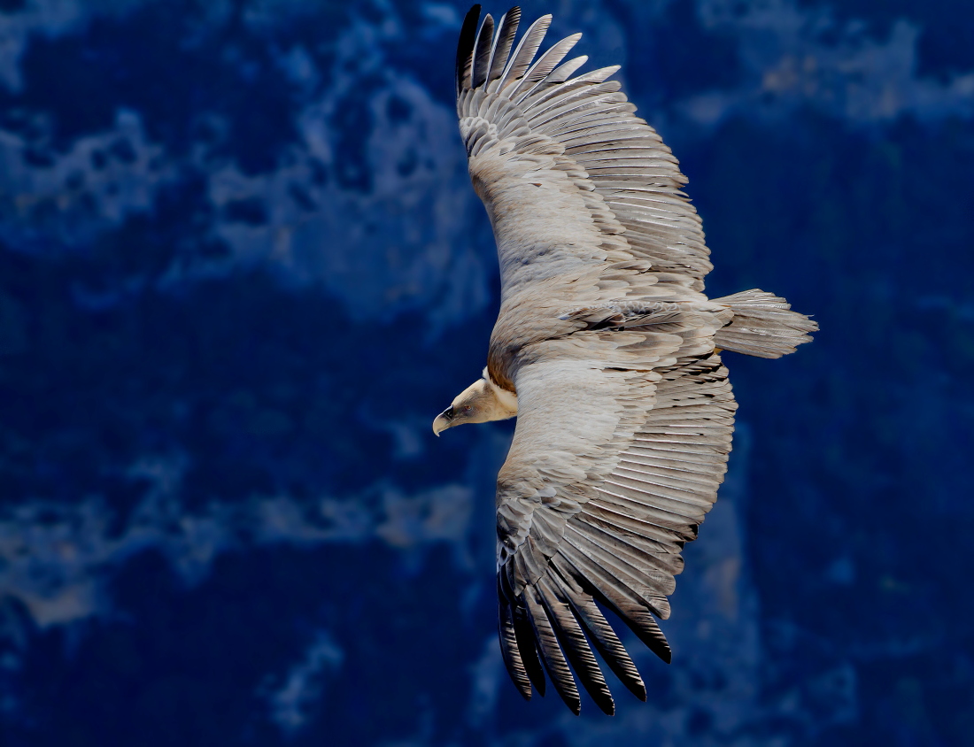 Grifone in Controluce