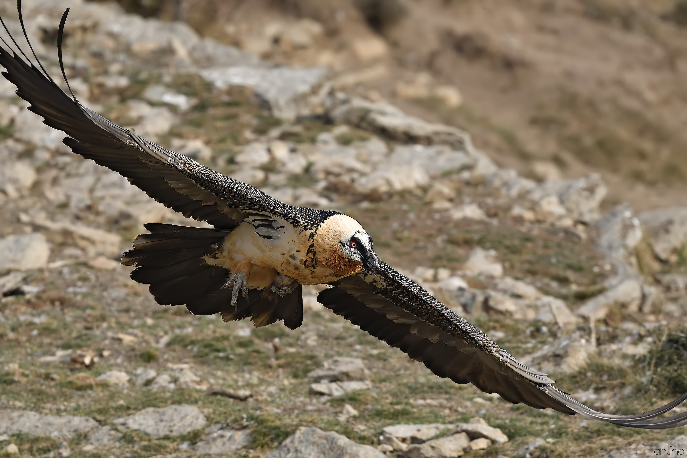 Bearded Vulture