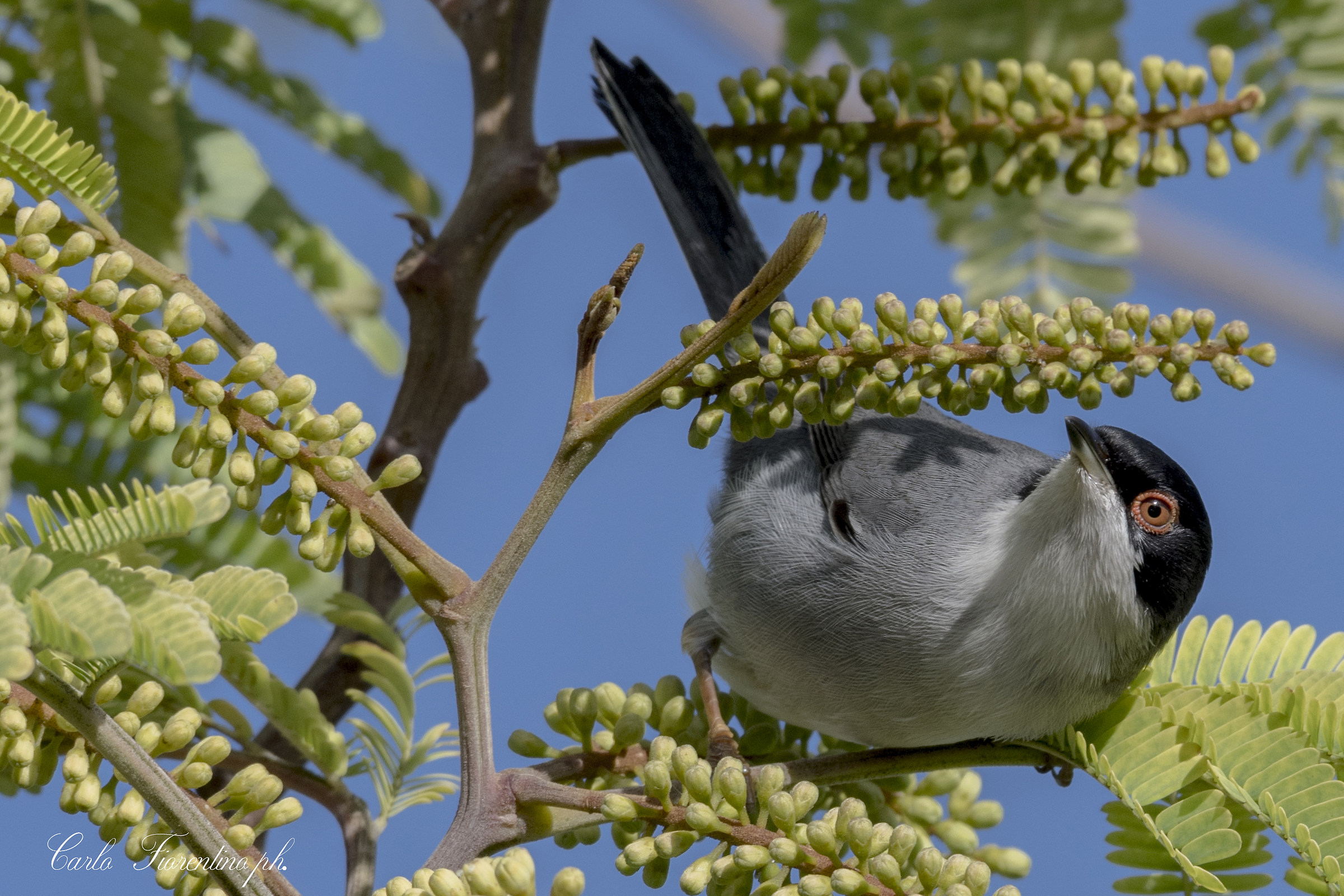 Occhiocotto (Sylvia melanocephala (Gmelin, 1789)