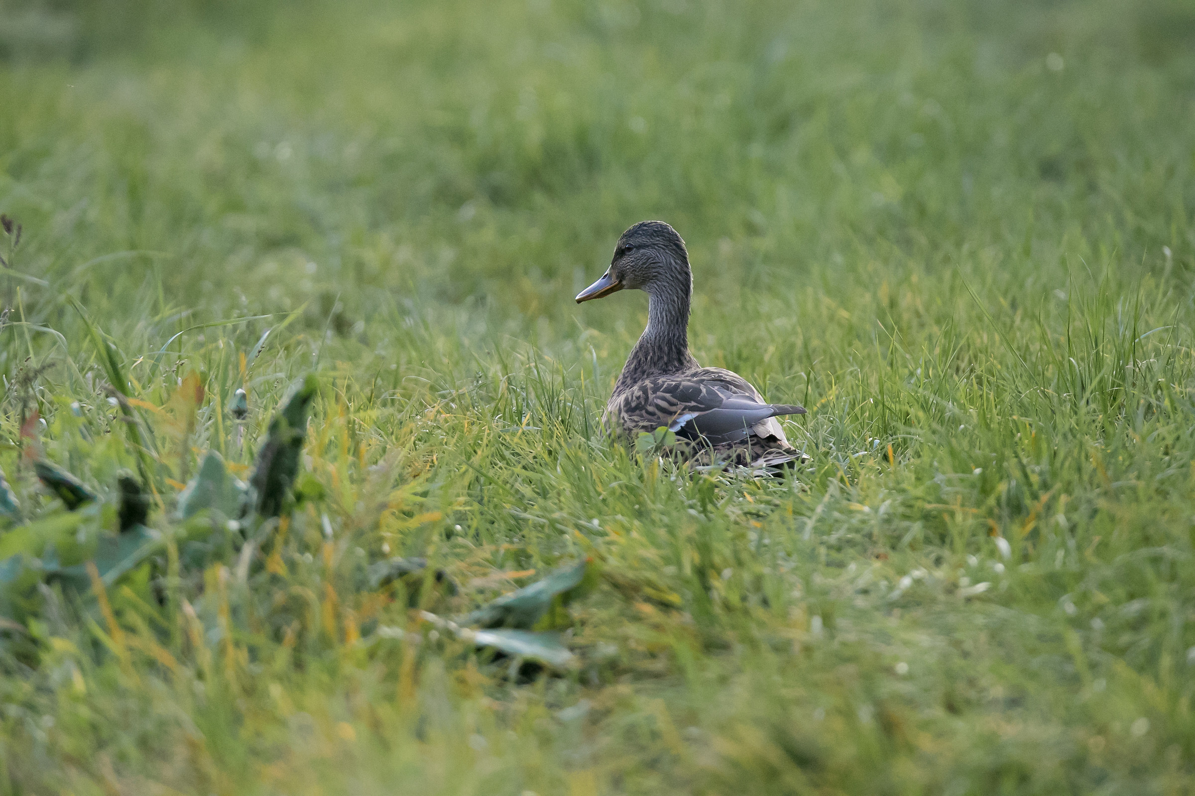 Female of mallard - Anas plathyrynchos