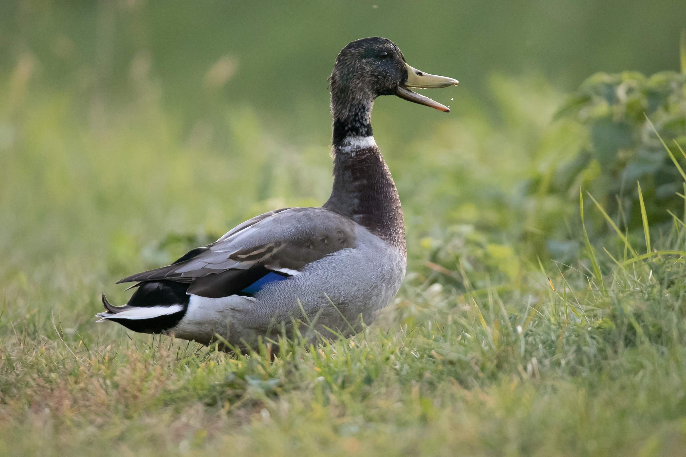 Male of mallard - Anas plathyrynchos