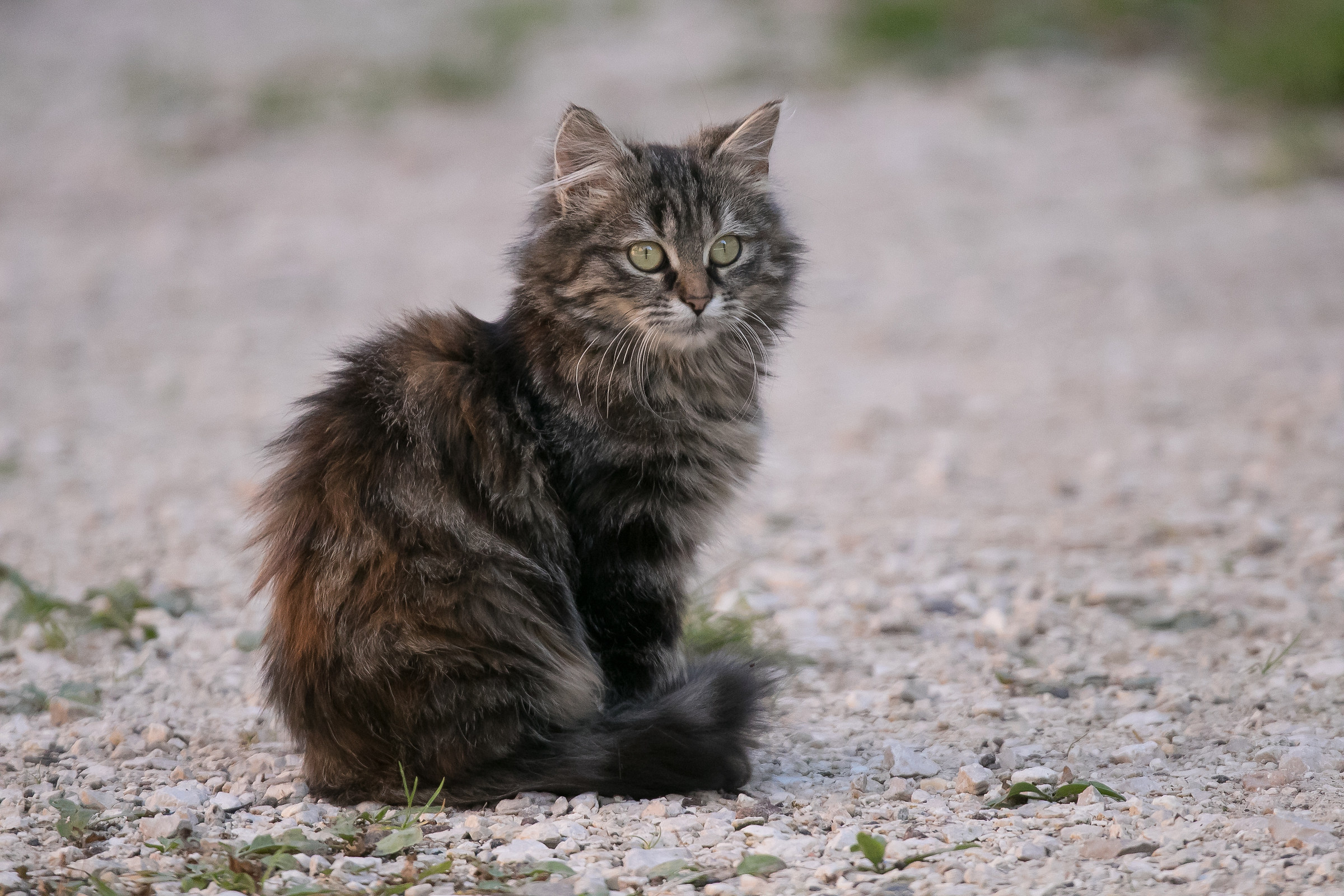 Domestic cat - Felis silvestris atus