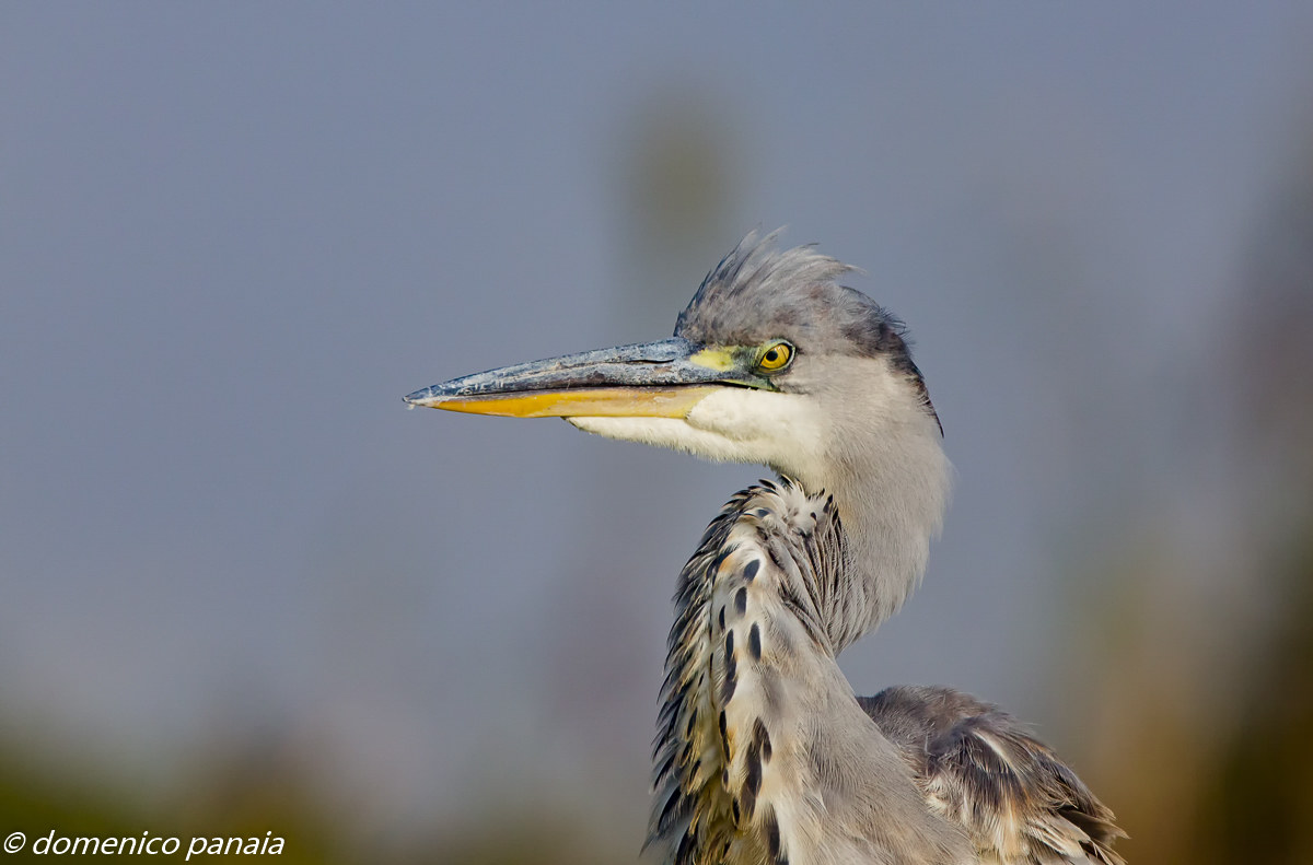 un ritratto per il cenerino