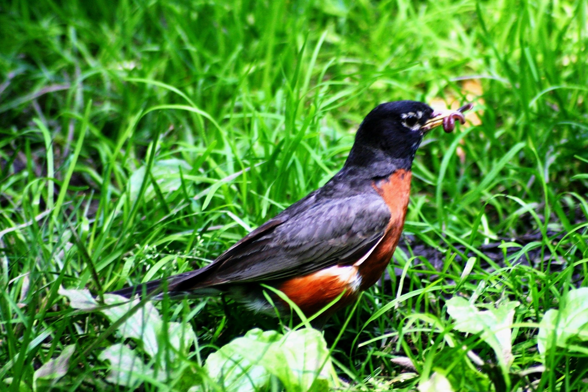 With prey in the beak