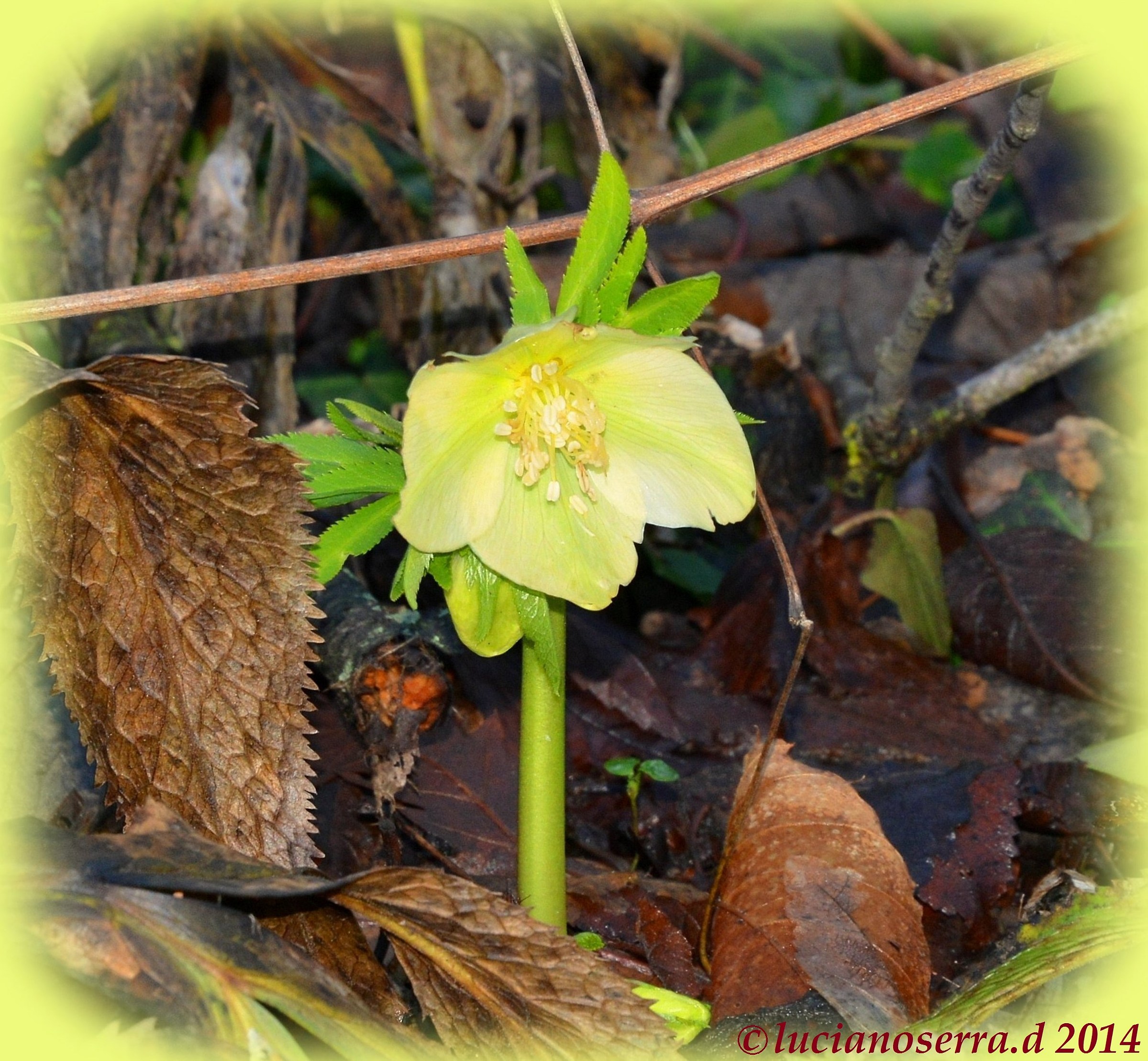Helleborus fotografato in gennaio in collina