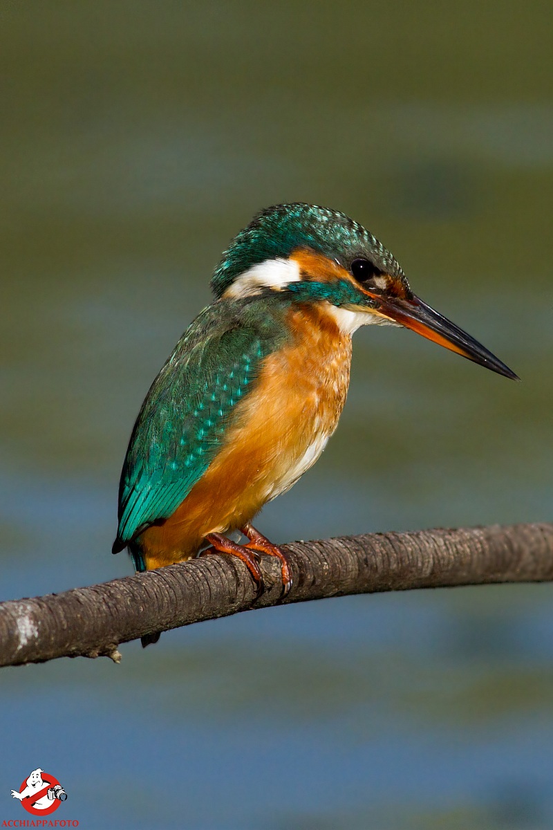 Alcedo atthis 1