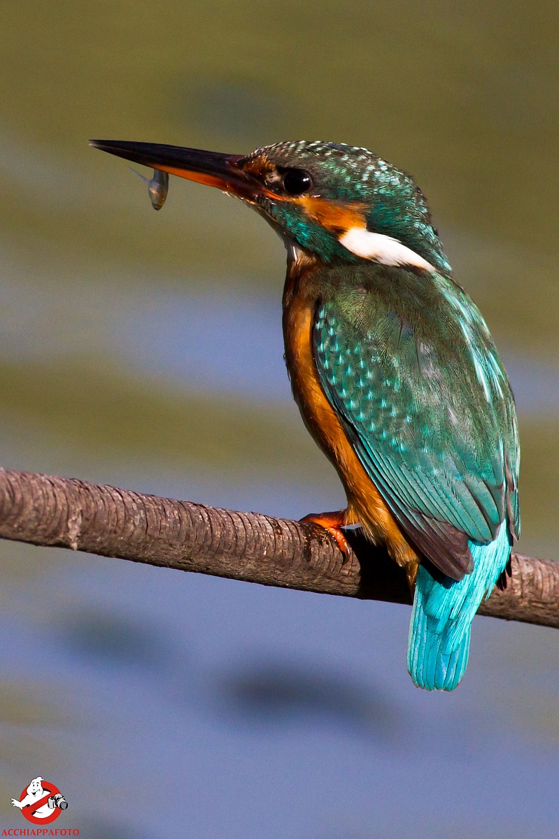 Alcedo atthis 2