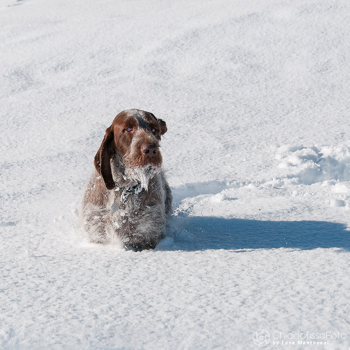 Give me 'is botticella ???