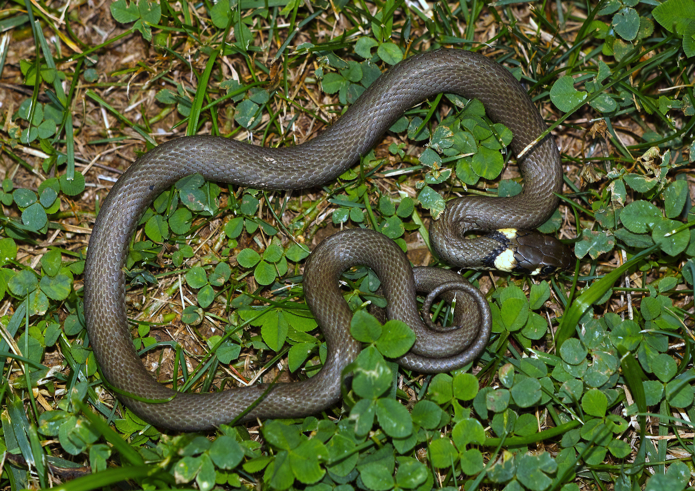 Natrix natrix
