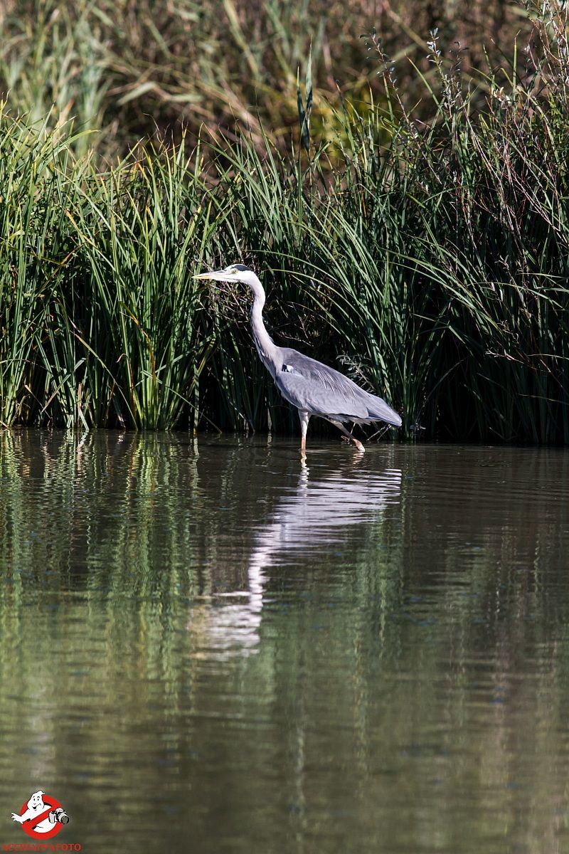 heron 1
