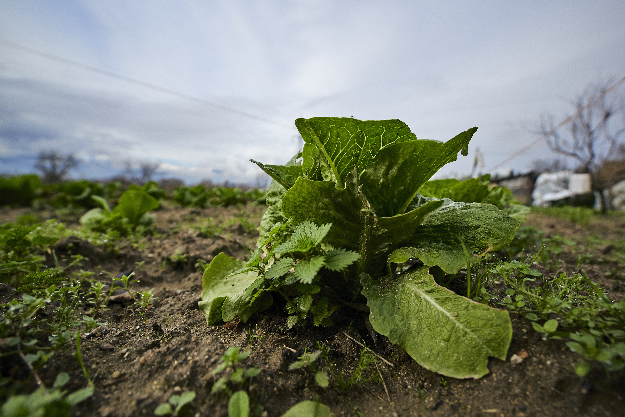 Freschezza Invernale