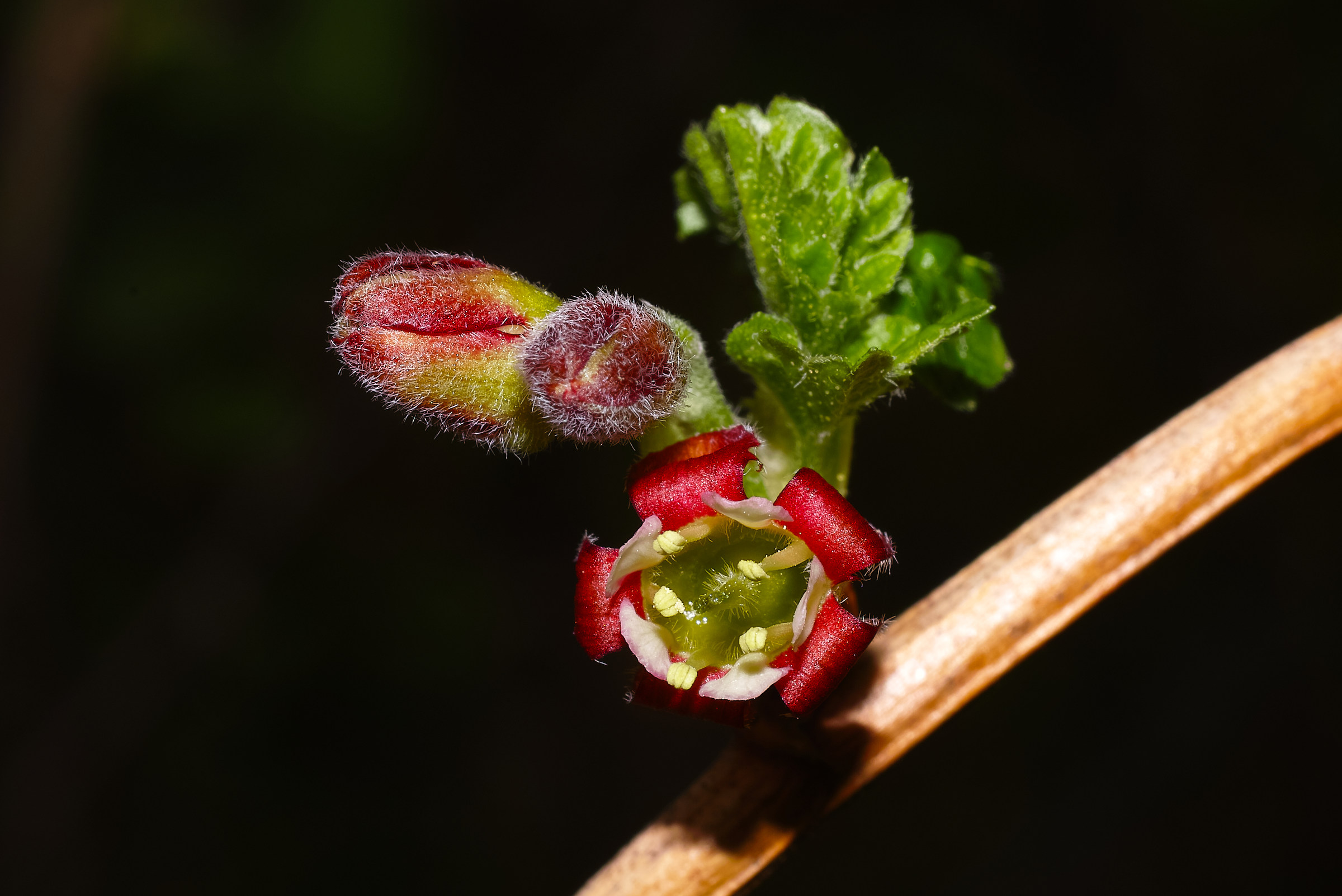 Ribes x Nidigrolaria