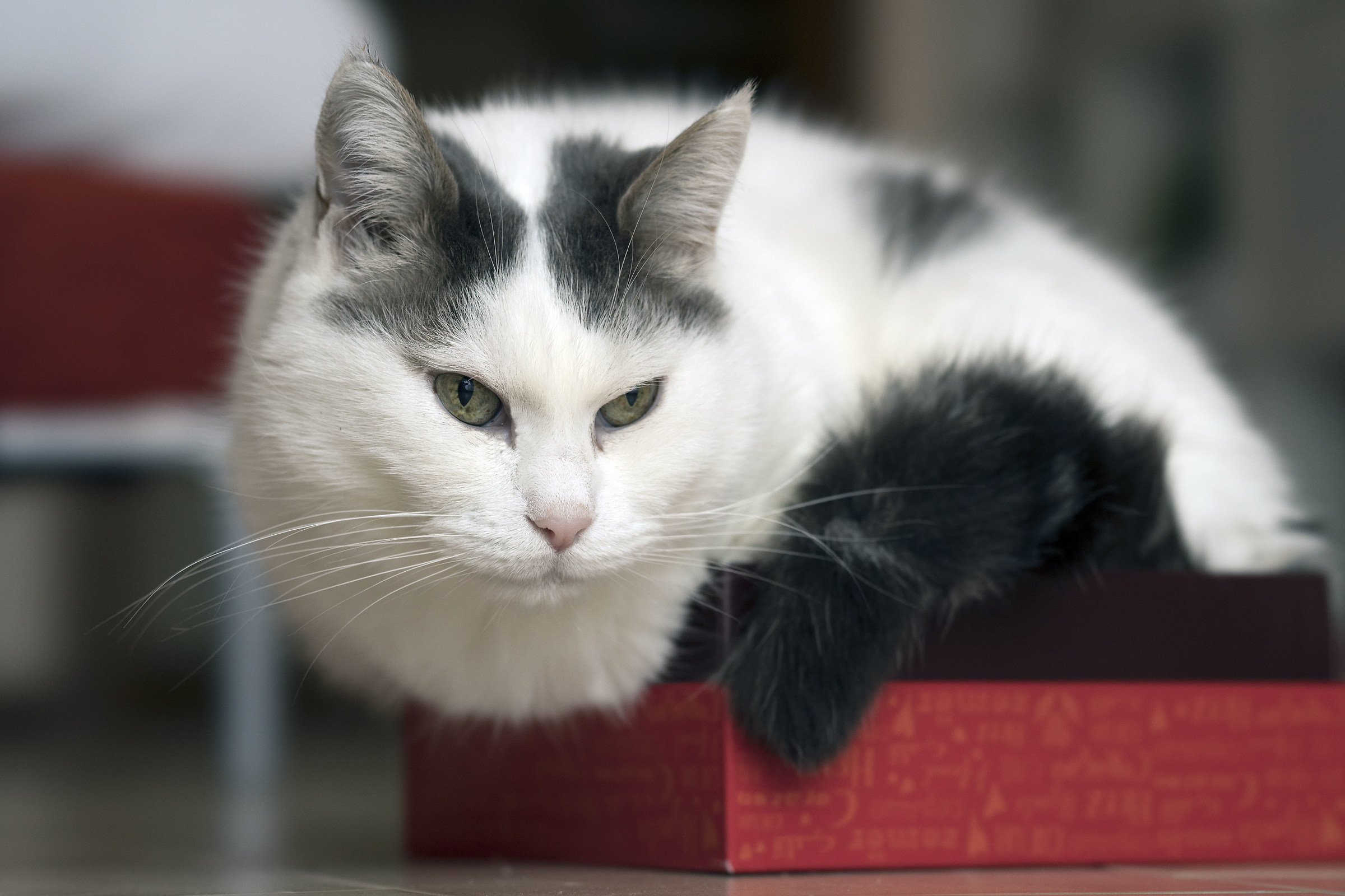 Le scatole x il mio gatto sono una passione