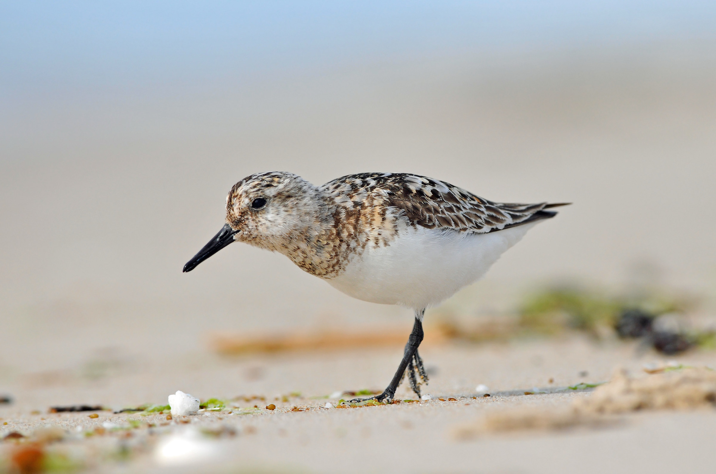 Sanderling