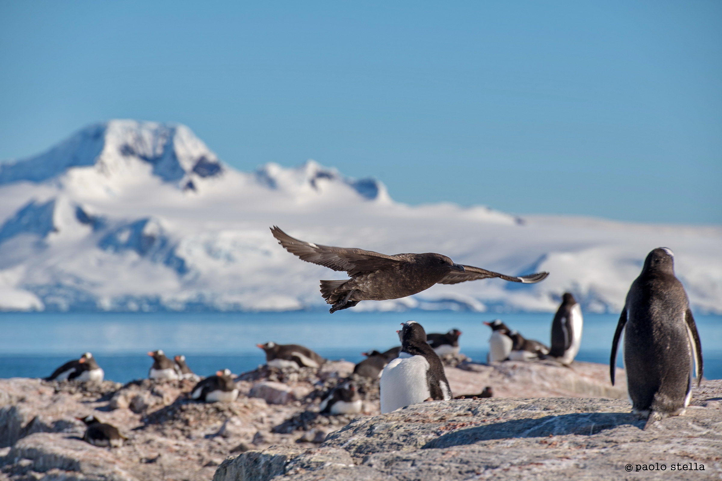 il nemico dei pinguini