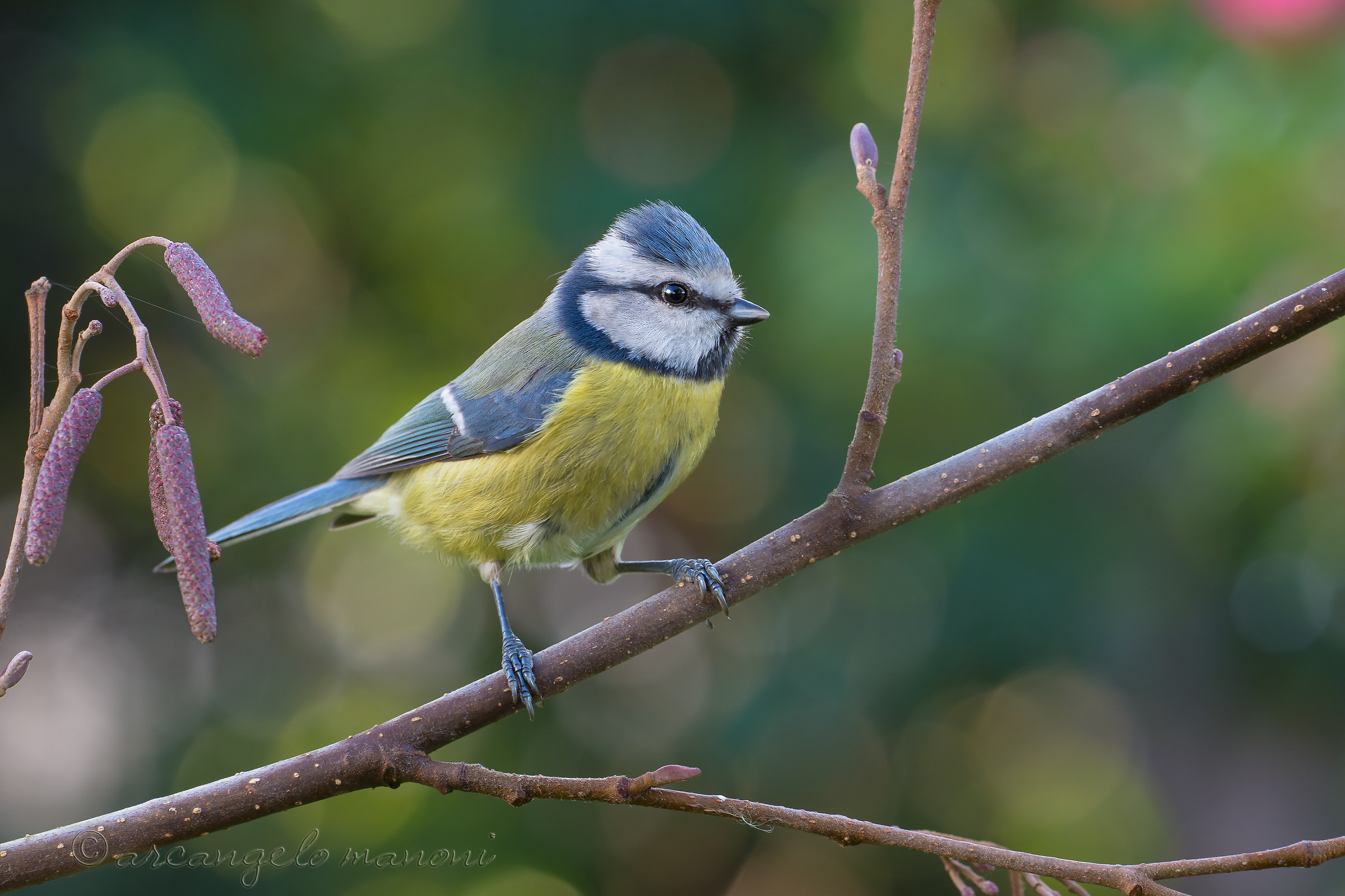 Blue tit walking on the alder