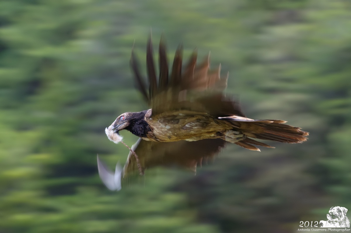 Gipeto panning