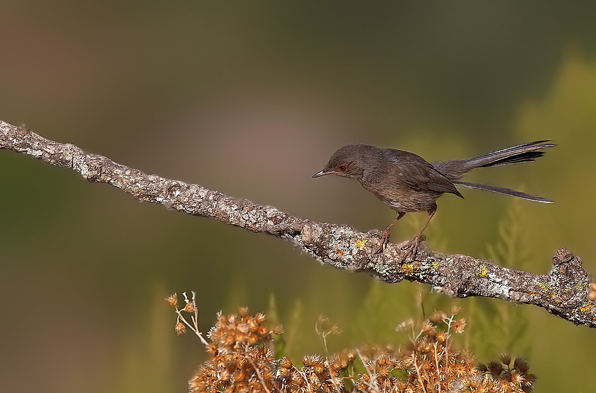 Sardinian warbler